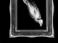 Fauna & Flora: x-ray animal