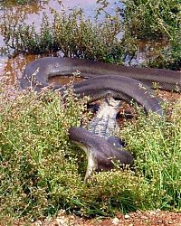 Fauna & Flora: giant python swallows a crocodile