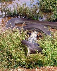 TopRq.com search results: giant python swallows a crocodile