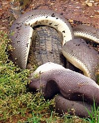 Fauna & Flora: giant python swallows a crocodile