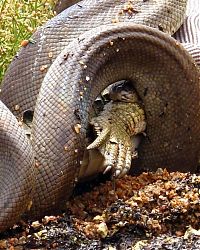 Fauna & Flora: giant python swallows a crocodile