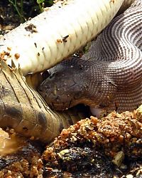 Fauna & Flora: giant python swallows a crocodile