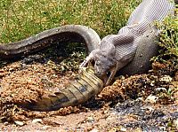 Fauna & Flora: giant python swallows a crocodile