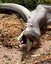 Fauna & Flora: giant python swallows a crocodile