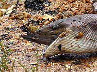 Fauna & Flora: giant python swallows a crocodile