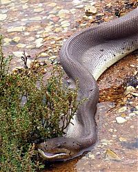 Fauna & Flora: giant python swallows a crocodile