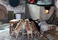 TopRq.com search results: puppies trying to stay warm