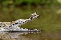 Fauna & Flora: frog and crocodile friends