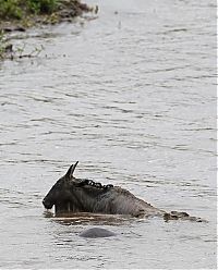 Fauna & Flora: hippopotamus saves wildebeest from crocodile
