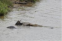 Fauna & Flora: hippopotamus saves wildebeest from crocodile