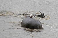 Fauna & Flora: hippopotamus saves wildebeest from crocodile