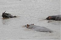 Fauna & Flora: hippopotamus saves wildebeest from crocodile