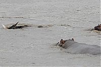 Fauna & Flora: hippopotamus saves wildebeest from crocodile