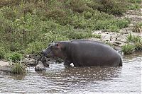 TopRq.com search results: hippopotamus saves wildebeest from crocodile