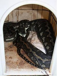 TopRq.com search results: giant python swallows a pet dog