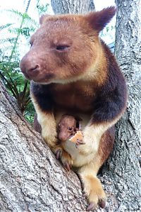 TopRq.com search results: Baby tree kangaroo Joey, Taronga Zoo, Sydney, New South Wales, Australia