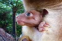 Fauna & Flora: Baby tree kangaroo Joey, Taronga Zoo, Sydney, New South Wales, Australia