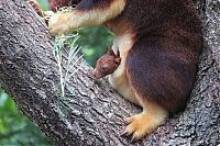 TopRq.com search results: Baby tree kangaroo Joey, Taronga Zoo, Sydney, New South Wales, Australia