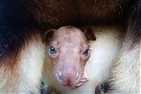 Fauna & Flora: Baby tree kangaroo Joey, Taronga Zoo, Sydney, New South Wales, Australia