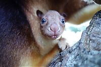 Fauna & Flora: Baby tree kangaroo Joey, Taronga Zoo, Sydney, New South Wales, Australia