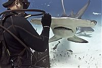 TopRq.com search results: diver feeding great hammerhead shark