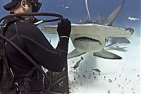 Fauna & Flora: diver feeding great hammerhead shark