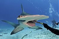 TopRq.com search results: diver feeding great hammerhead shark