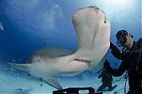 TopRq.com search results: diver feeding great hammerhead shark