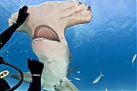 Fauna & Flora: diver feeding great hammerhead shark