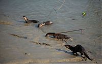 Fauna & Flora: fishing with otters