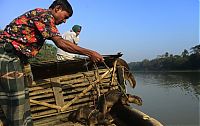 Fauna & Flora: fishing with otters