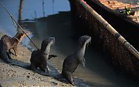 TopRq.com search results: fishing with otters