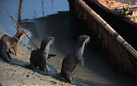 Fauna & Flora: fishing with otters