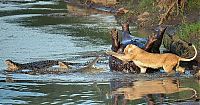 Fauna & Flora: lioness fights crocodile for hippo