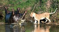 Fauna & Flora: lioness fights crocodile for hippo