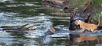 Fauna & Flora: lioness fights crocodile for hippo