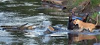 TopRq.com search results: lioness fights crocodile for hippo