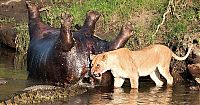 Fauna & Flora: lioness fights crocodile for hippo