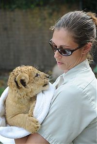TopRq.com search results: Three-month-old lion cub K'wasi meet his mom Asha, Miami-Dade Zoological Park and Gardens, Miami, Florida, United States