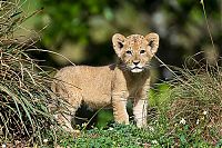 Fauna & Flora: Three-month-old lion cub K'wasi meet his mom Asha, Miami-Dade Zoological Park and Gardens, Miami, Florida, United States