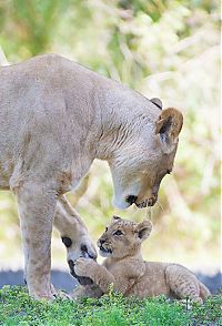 TopRq.com search results: Three-month-old lion cub K'wasi meet his mom Asha, Miami-Dade Zoological Park and Gardens, Miami, Florida, United States