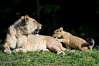 Fauna & Flora: Three-month-old lion cub K'wasi meet his mom Asha, Miami-Dade Zoological Park and Gardens, Miami, Florida, United States