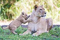 Fauna & Flora: Three-month-old lion cub K'wasi meet his mom Asha, Miami-Dade Zoological Park and Gardens, Miami, Florida, United States