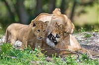 Fauna & Flora: Three-month-old lion cub K'wasi meet his mom Asha, Miami-Dade Zoological Park and Gardens, Miami, Florida, United States