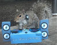 TopRq.com search results: squirrel in action