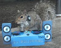 TopRq.com search results: squirrel in action