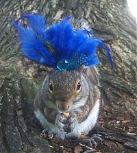 Fauna & Flora: squirrel in action