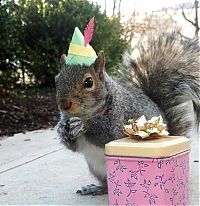 TopRq.com search results: squirrel in action