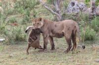 Fauna & Flora: baby baboon caught by a lioness