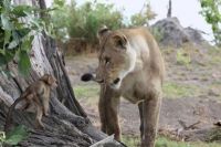 TopRq.com search results: baby baboon caught by a lioness